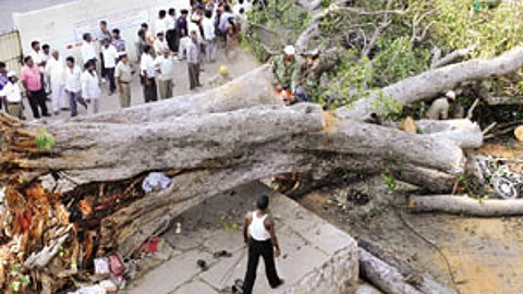 Firemen with BBMP officials clearing the huge peepal tree which fell in Nagashettyhalli on Saturday killing a man.