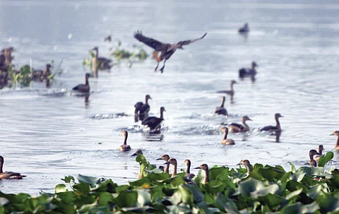 File photo of Chilika lake for representational purpose | EPS