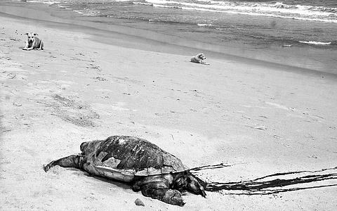 A carcass of Olive Ridley on Tiruvanmiyur beach in Chennai on Thursday. The turtle died after being hit by fishing trawler in the sea | Express