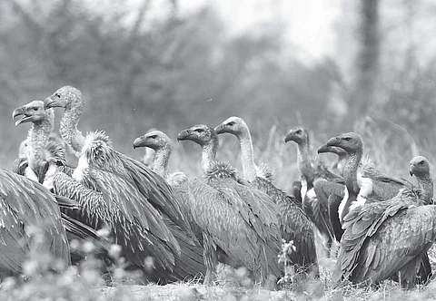 After two years, vultures return to Gajendragad