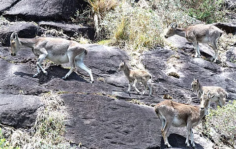 A herd of Nilgiri Tahrs moves along the steep mountains of Rajamala. The Eravikulam National Park will be opened to tourists on Tuesday| VINCENT PULICKAL