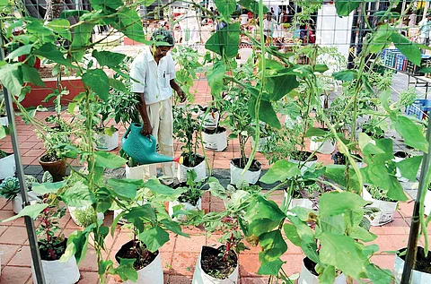 Nasser M S, who grows 26 varieties of organic vegetables in his 1.5 cent plot, exhibits them at the organic fair at Rajendra Maidan in Kochi. The expo will conclude on Tuesday | Albin Mathew
