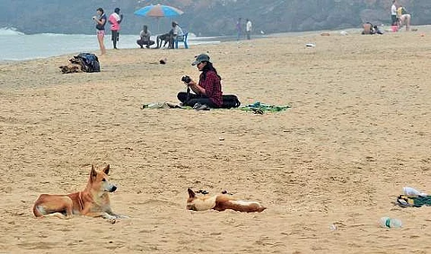 Stray dogs at Papanasam beach in Varkala B P Deepu
