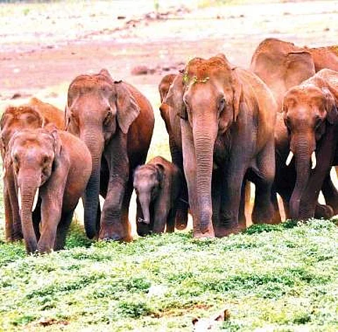 Elephant menace grips Srikakulam villages in Andhra Pradesh