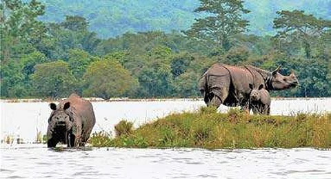 Rhinos with a calf at a highland during floods at the Kaziranga National Park in Nagaon district in Assam on Friday. (File photo by  PTI)