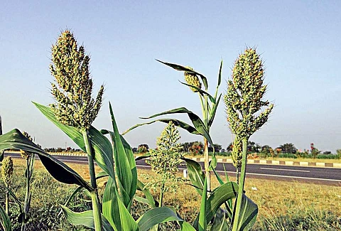 Jowar agriculture crop Sorghum
