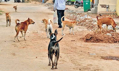 Stray dogs roam on the streets of Cuttack.