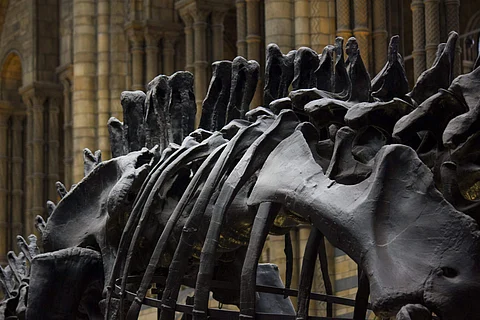 Want to buy a dinosaur? Two on sale in Paris