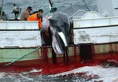 FILE: A whale is hauled on a fishing boat after it was killed in the Atlantic Ocean, off the west coast of Iceland. | AP