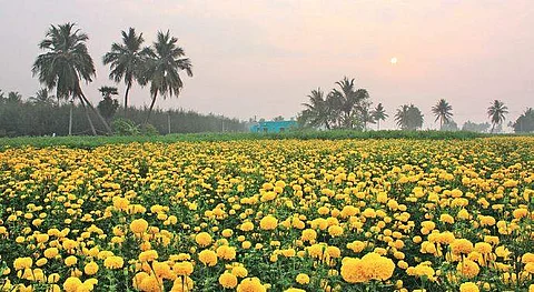 A marigold field in full bloom in the Cuddalore region | Express