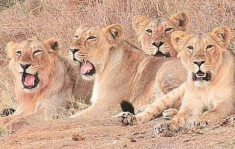 Lions at Gir Wildlife Sanctuary. (File Photo)