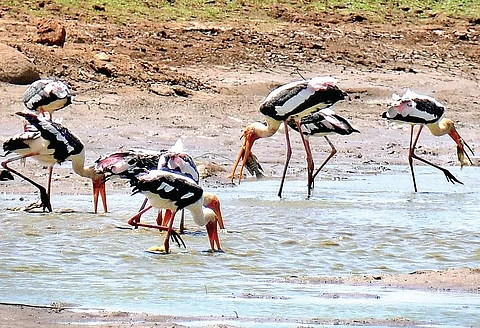 A flock of yellow-billed stork drinking water in Kuppaikurichi tank near Tirunelveli on Tuesday | V KARTHIKALAGU