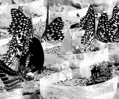 Flood in Kerala take toll on migration of butterflies