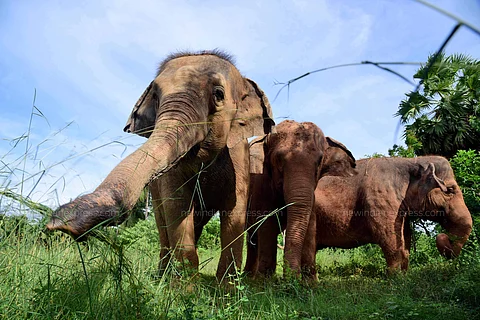 Assam: Growing man-elephant conflicts