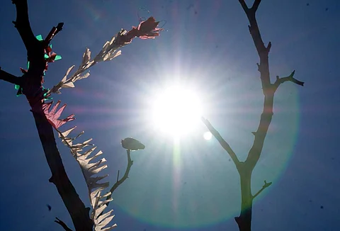 Black kites that hover in the sky to spot food, are falling due to dehydration. Similarly, small birds like bulbuls and mynas, and carnivorous birds like crows are also falling.