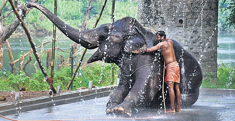 Only 32 captive elephants in Kerala have valid owners