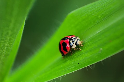 Star Wars, Asterix characters among 103 new beetle species found in Indonesia's Sulawesi island