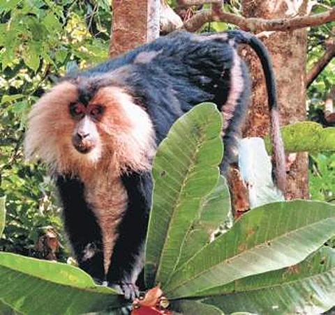 A Lion-Tailed Macaque in the Western Ghats |  G Veeresh