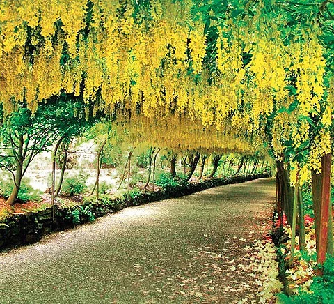 Amaltas trees