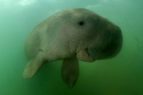 Mariam, the dugong, swims in the waters around Libong island | AFP