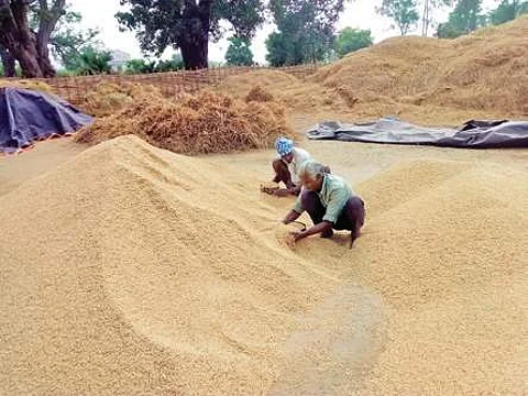 Odisha paddy farmers (Photo | EPS)