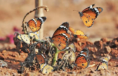 Nagarahole butterflies to be counted