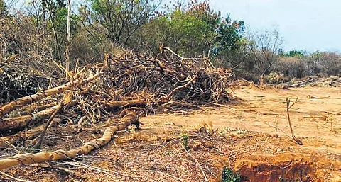 Hyderabad University chops several trees; DFO says no permission sought from Forest Department