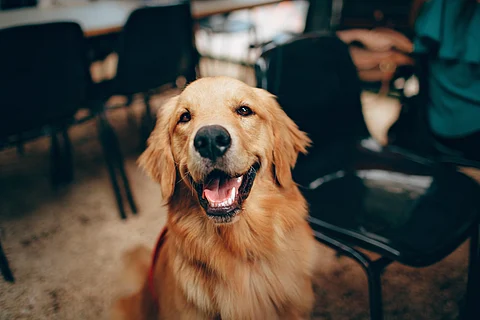 Golden retriever image used for representational purposes.