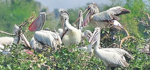 Vedanthangal: TN forest dept does a big U-turn, says no plans to denotify parts of the bird sanctuary