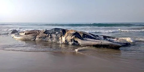 Dead Blue whale washed ashore on Valinokkam Beach