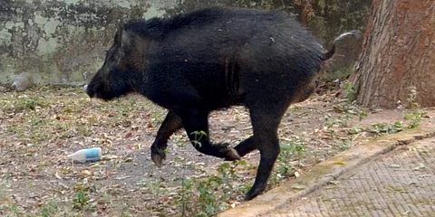 Five wild boars die in MTR, African swine fever suspected