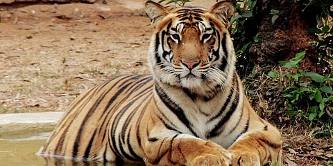 According to forest officials, the area, located near the West Bengal border, occasionally sees movement of wildlife, but such an incident of locking a full-grown tiger inside the house by someone is rare.