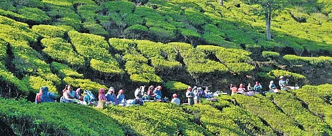 An uphill trudge for jobless plantation workers of Idukki