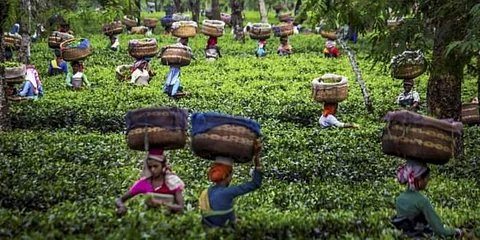 Tea garden in Assam. (Photo | PTI)