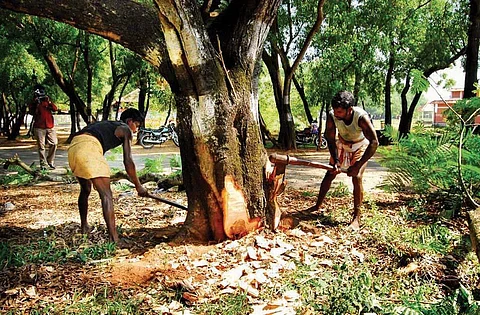 Based on the notification, 141 sawmills and wood-based units falling in 10 categories have applied for renewing the licence or obtaining the forest department permit to start operations. (Photo | EPS)
