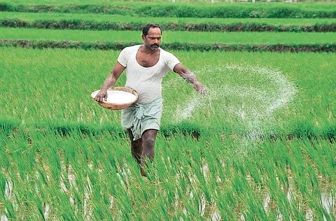 NAFED to assist farmers in Odisha to market cash crops