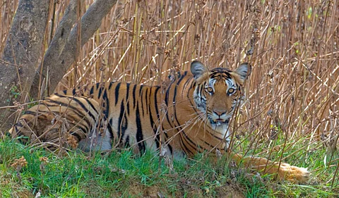 Forest dept searches for Kerala tourists over violations at Nagarhole Tiger Reserve