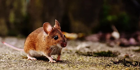 Law catches up with Noida youth who crushed a mouse to death