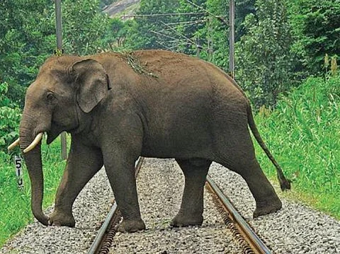 Solar lights on rails to keep elephants off