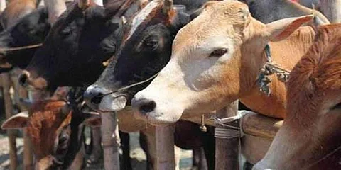 Carcasses of 19 cows found in Punjab's Hoshiarpur, probe ordered