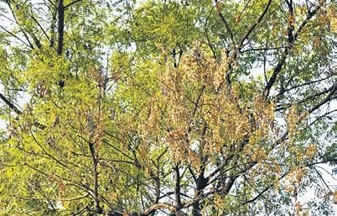 Dieback disease may dampen the spirit of Ugadi