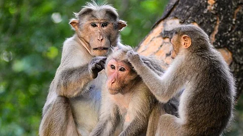 The monkeys were discovered stuffed into two bags and discarded along the Koandegala-Kodasoge Road around 6.30 am by passersby.