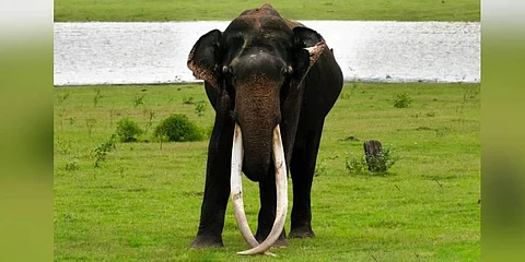 Bhogeshwar was found dead in the Gundre Range of Bandipur Tiger Reserve (Photo |Express)
