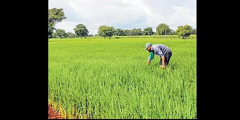 Acute shortage of fertilisers hits Kodagu