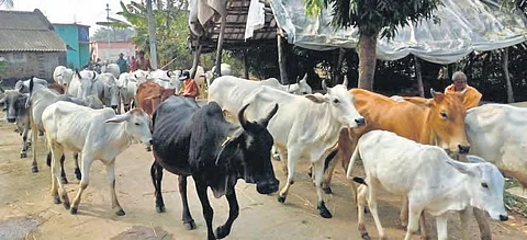 Cows being transported to Hyderabad seized, VHP demands strict action from police