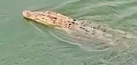 Croc trapped in fishing net rescued & released in Brahmani river