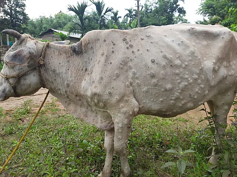 Lumpy disease: Rajasthan government bans animal fairs 