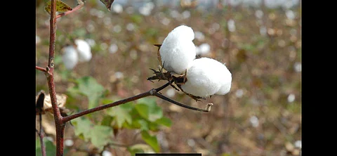 Where has all the cotton gone?