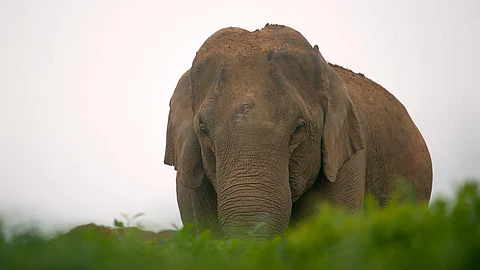 Elephant image used for representational purposes only.
