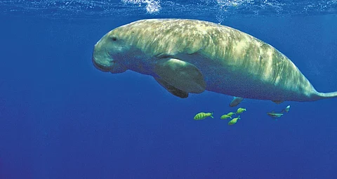 Palk Bay to have india’s first Dugong Reserve